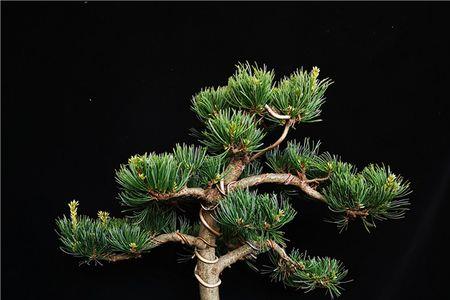 杨梅松和宫岛松哪个好