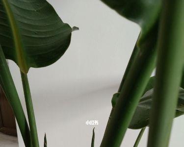 为什么天堂鸟长出的新叶太嫩
