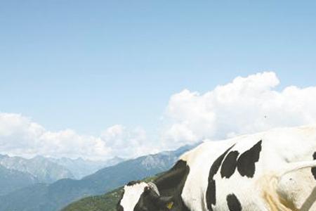 农村家养的奶牛需要直接饮用吗、