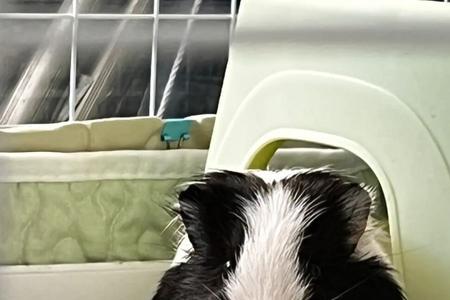 荷兰猪没有粮了可以用什么代替