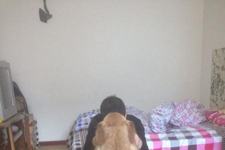 我家的母狗为什么趴跨其他的狗