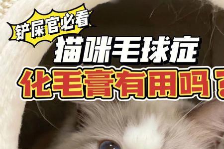 猫毛对电脑主机伤害大吗