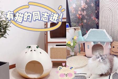 养猫为什么要给糖和盐