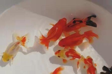 金鱼儿有几条腿，4条腿对嘛