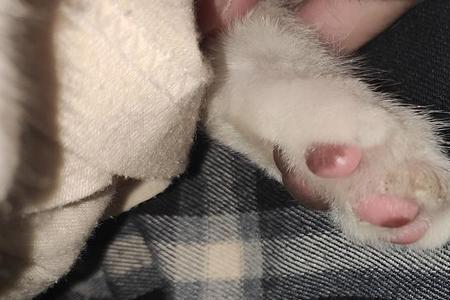 猫咪爪子温度怎么才算正常