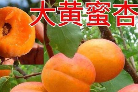 辽宁杏什么时候成熟