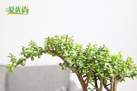 金枝玉叶光杆还能活吗