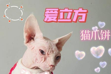 猫爪皮和真皮区别