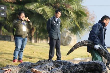 扬子鳄和人咬合力对比