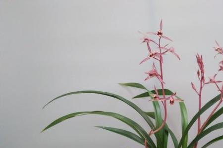 兰花桃姬好养吗