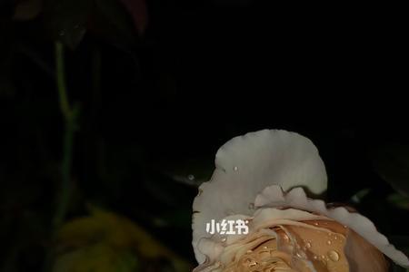 咖啡时光月季优缺点