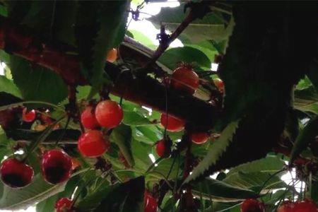 罗亚明樱桃挂树时间