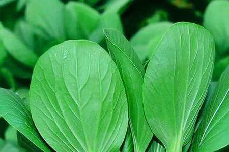 青菜冬青怎样