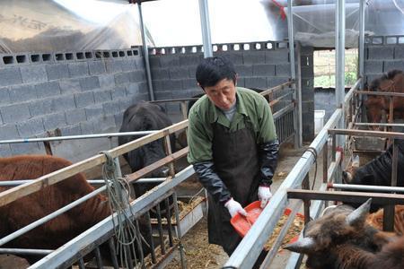 豆腐渣养牛一天喂多少