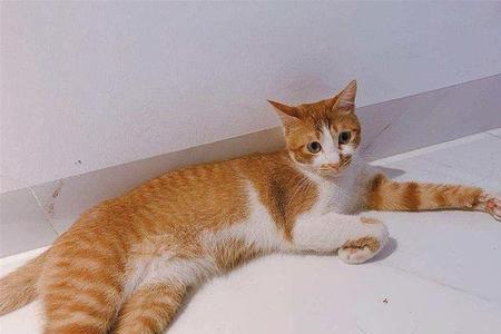 新手适合养多大的橘猫