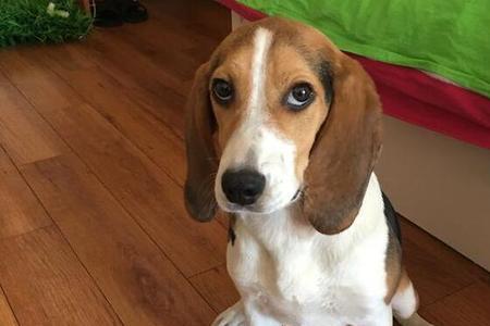 比特犬冬天如何过冬