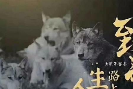 歌曲人生这条路走得实在是辛苦