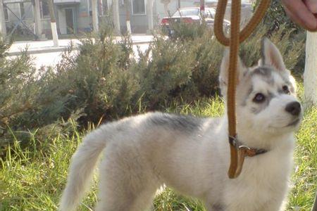 肩高不超过45的中型犬