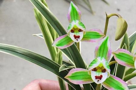 7个花瓣的兰花是什么品种