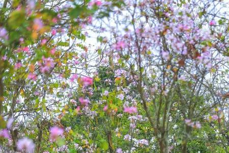 深圳陌上公园花谢了吗