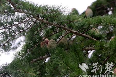 金松为什么叫完颜松