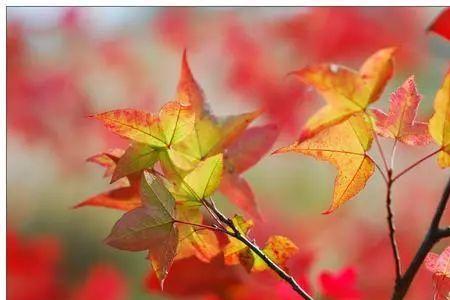 春天一别容易秋风什么意思