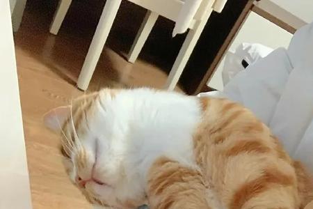 我粘人的小猫咪呀是什么意思