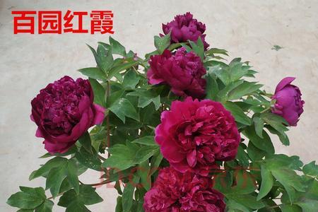 百园红霞与红宝石牡丹哪个好