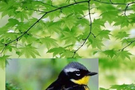 三年级语文小鸟是怎样叫的