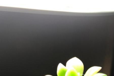 吹雪之松锦怎么养