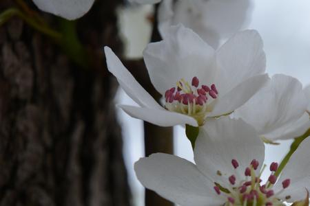 梨花先雪什么意思