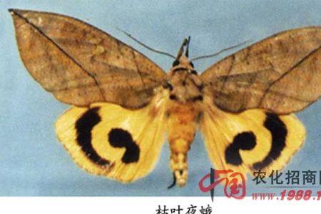 柑桔夜蛾用什么药能杀死
