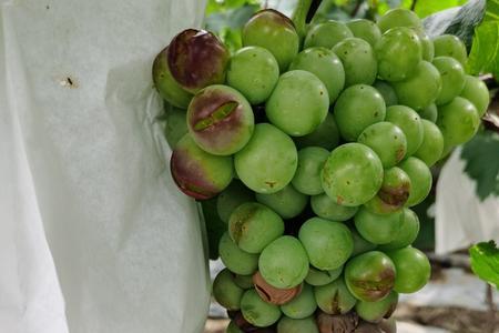 黄金蜜葡萄保果膨大方法