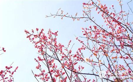 春意渐浓春花烂漫的文学句子