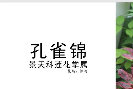 凤凰锦和孔雀锦的区别