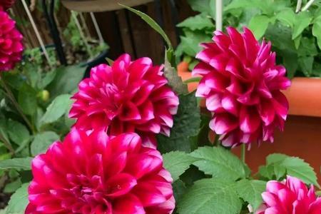 小丽花为什么花开的越来越小