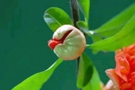 香辣石榴花做法