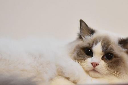 猫咪要养多久才能随叫随到
