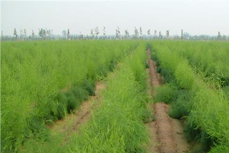 芦笋最佳种植时间是几月份
