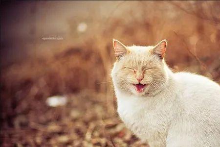 喜欢猫的男人恋爱心理