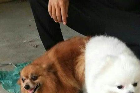 公博美串十个月可以配吗