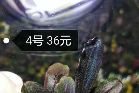 辣椒瓦珊瑚好养吗