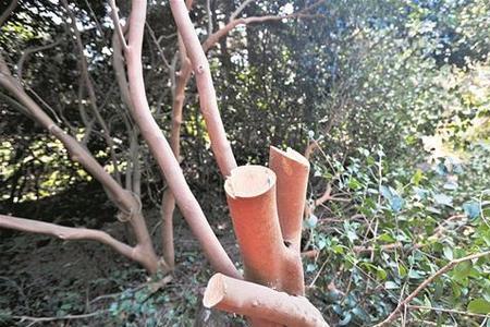 桂花拦腰切断能活吗
