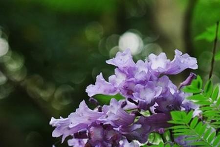 杨柳的爱情花语
