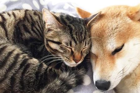 猫为什么讨厌狗