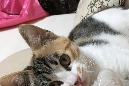为什么一窝猫总有一只不太聪明