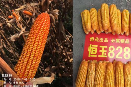 宁丹45玉米种子怎么样