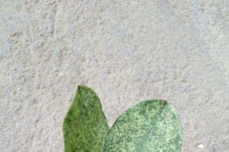 花生胎衣上有灰斑