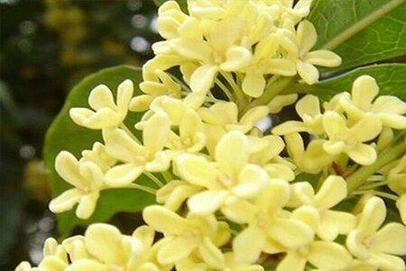 桂木树适合庭院里种吗