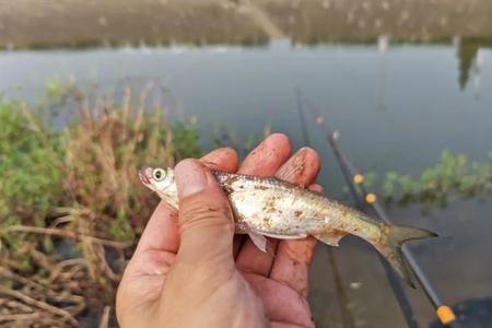 没有鱼鳔的小鱼能长大吗